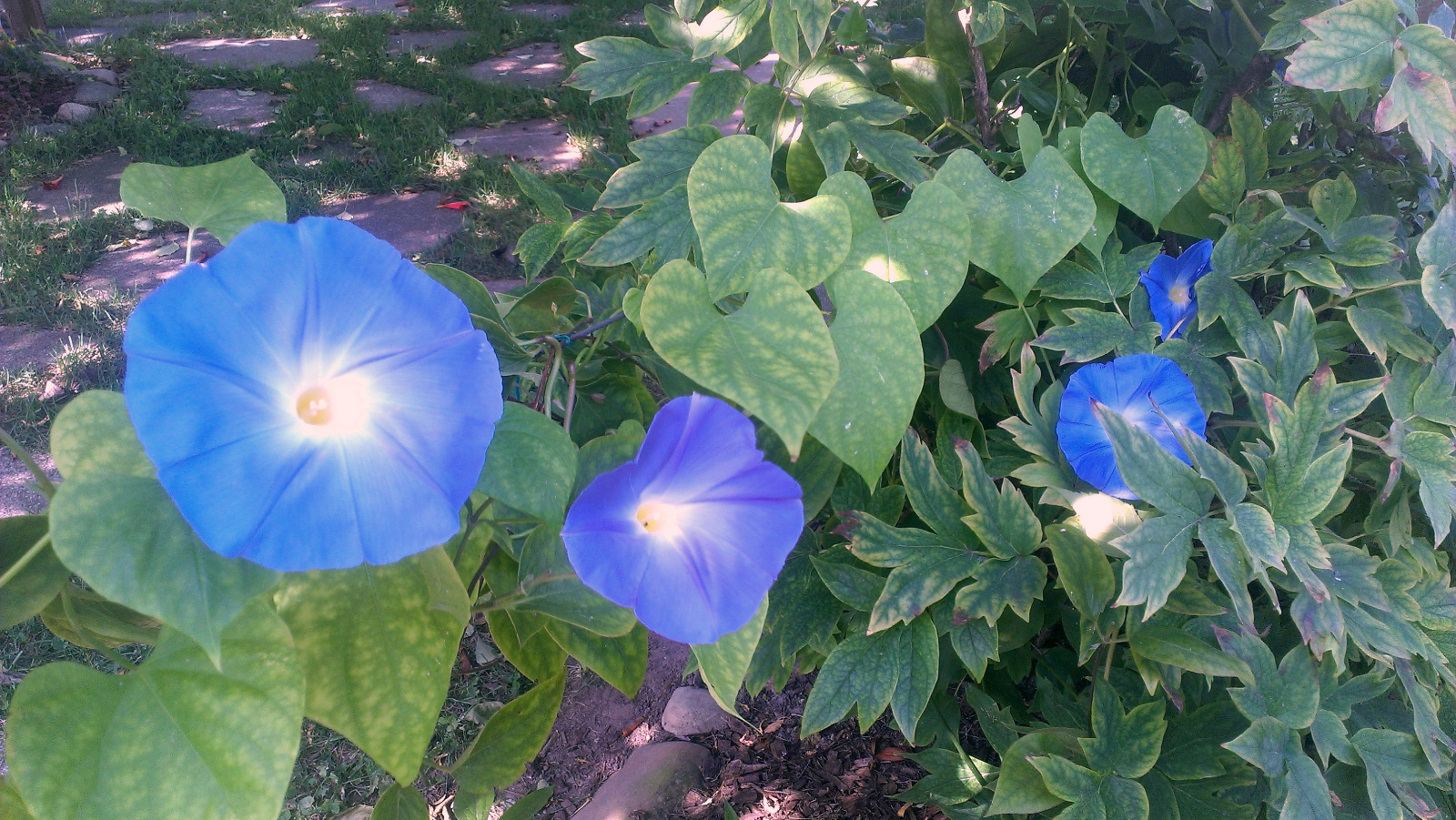 Blue Morning glory along the center wire